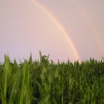 Harvest Field